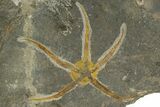 Ordovician Brittle Star (Ophiura) Fossil With Carpoid - Morocco #350640-2